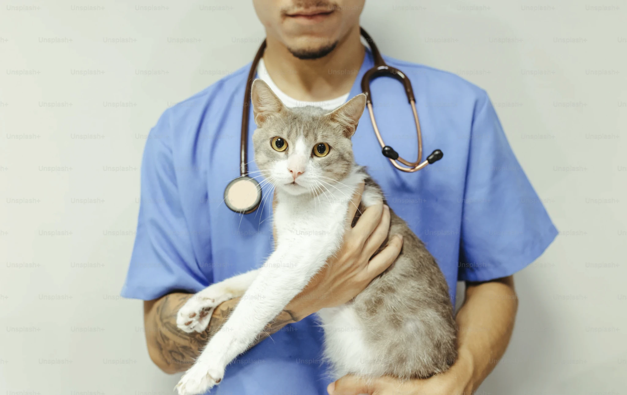 comprendre-leucose-feline-felv-chats