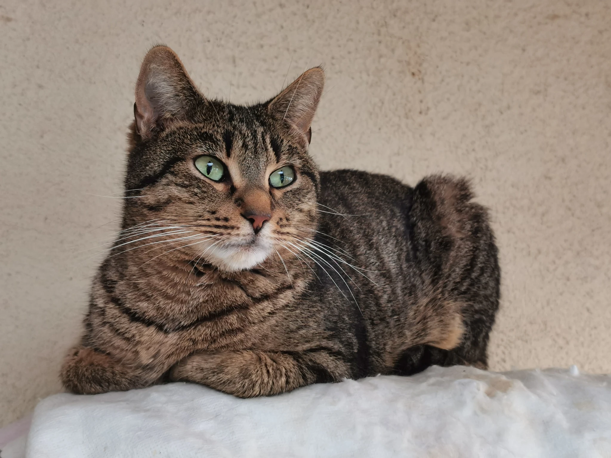 Virus immunodeficience féline