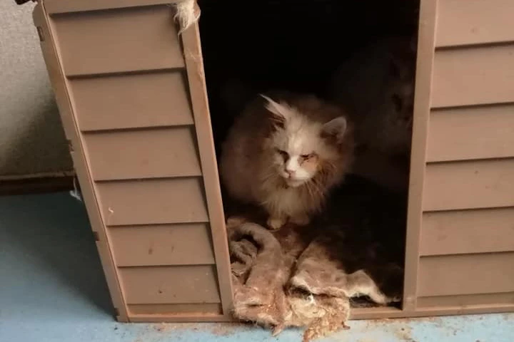 Action sauvetage animaux