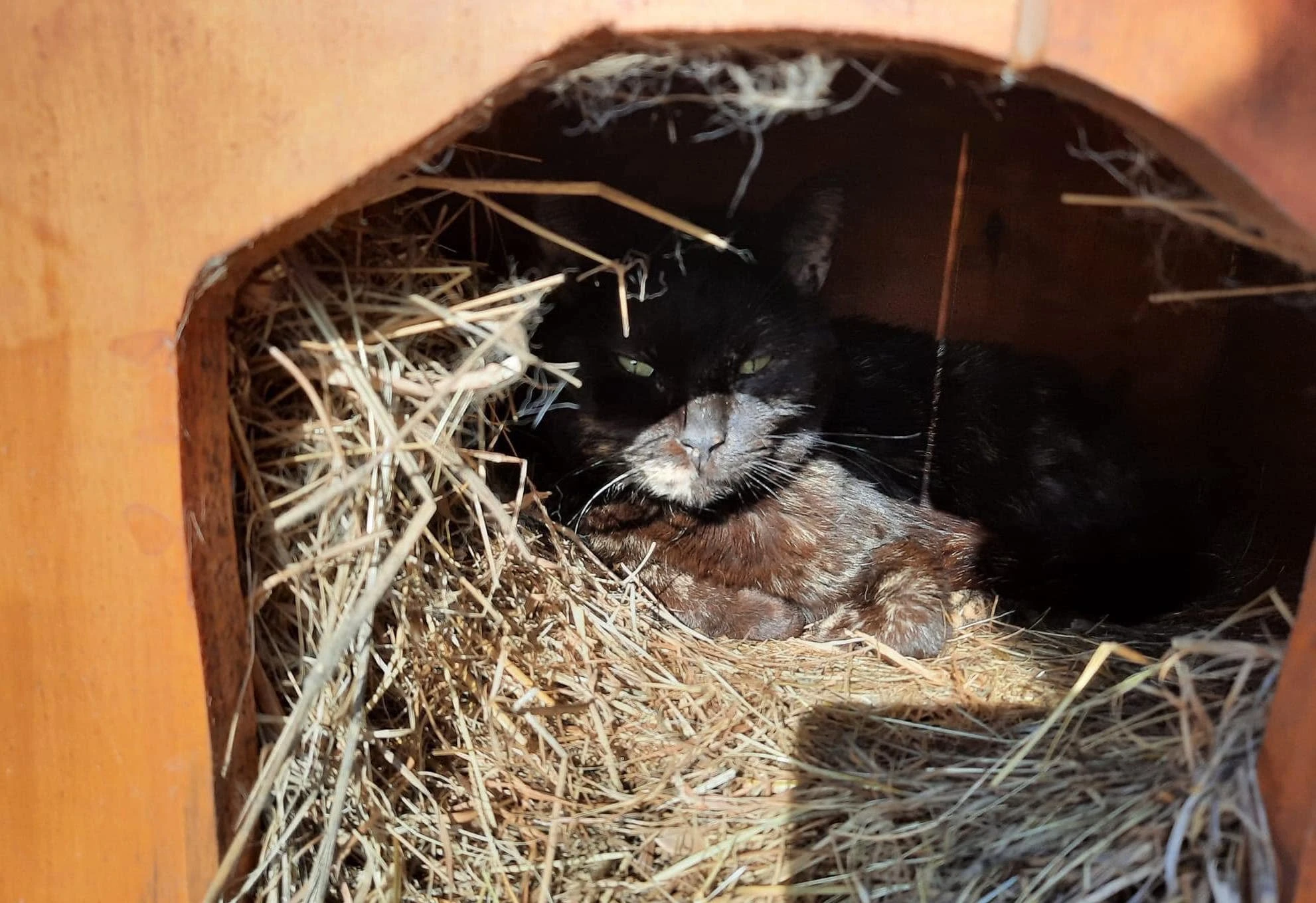 Chat libre sauvetage adoption